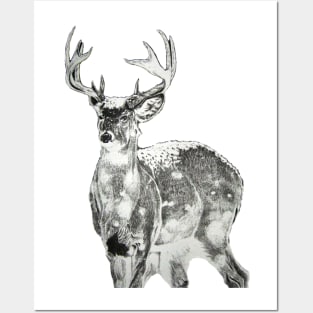 Trophy Buck Posters and Art
